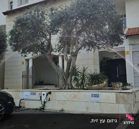 עץ גדול עם עציצים קטנים ליד הכניסה לבית